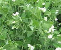 Frost Master Winter Pea Seed - 5 Lbs.