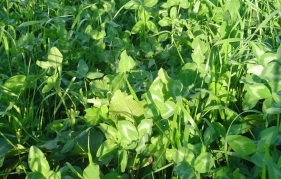 Gallant Red Clover Seed - 10 Lbs.
