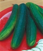 Cucumber Garden Sweet F1 Burpless Seed Hybrid - 1 Packet