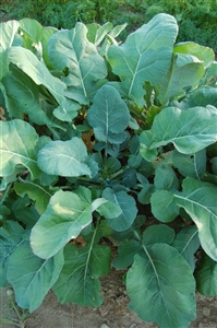 Collards Georgia Southern Seed - 1 Packet