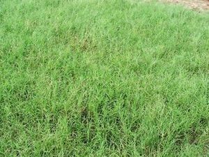 Giant Bermuda Grass Seed Hulled - 1 Lb.