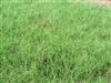 Giant Bermuda Grass Seed Hulled - 10 Lb.