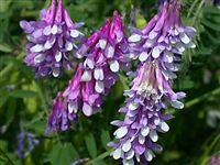 Hairy Vetch Seed - 1 Lb.