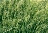 Harrison Oats Seed - 1 Lb.