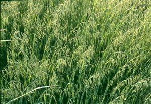 Harrison Oats Seed - 1 Lb.