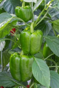 Pepper Early Calwonder Seed Heirloom - 1 Packet