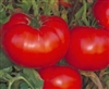 Tomato Delicious Seed Heirloom - 1 Packet