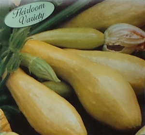 Squash Early Prolific Straightneck Seed Heirloom - 1 Packet