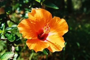 Hibiscus Plant - 2 Gallon