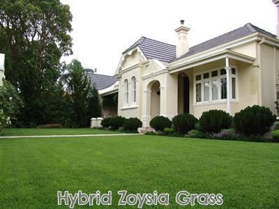 Hybrid Zoysia Grass Seed - 1 Lb.