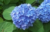 Hydrangea 7" Floral Plant