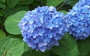 Hydrangea 7" Floral Plant