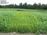 Japanese Millet Seed - 1 Lb.