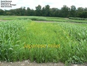 Japanese Millet Seed - 20 Lbs.