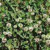 Ladino Clover Seed - 1/4 Lb.