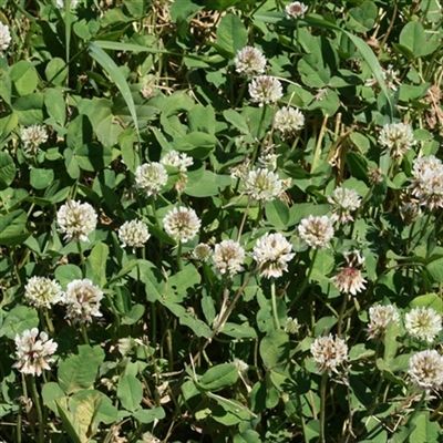 Ladino Clover Seed - 4 Lbs.