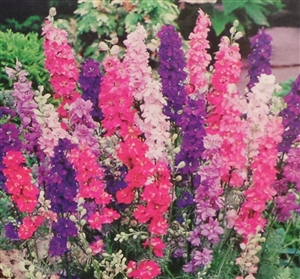 Larkspur Regal Mix Seed - 1 Packet