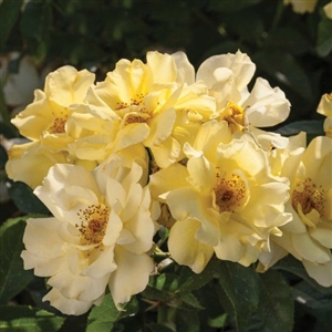 Lemon Drift Rose