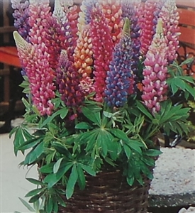 Lupines Minarette Dwarf Mixed Colors Seed - 1 Packet