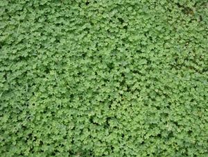 Micro Clover Seed - 5 Lbs.