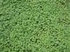 Micro Clover Seed - 50 Lbs.