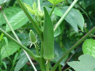 Okra Seed Clemson Spineless - 1 Lb.