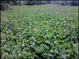 Osceola Ladino Clover Seed - 20 Lbs.