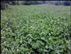 Osceola Ladino Clover Seed - 5 Lb.