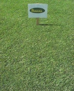 Panama Bermuda Grass Seed - 25 Lbs.