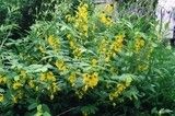 Partridge Peas Lark Seed - 50 Lbs.