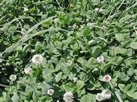 Patriot White Clover Seed - 50 Lbs.