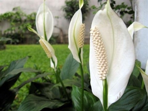 Peace Lily 6" Plant