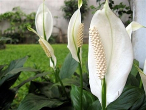 Peace Lily 8" Plant