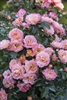 Peach Drift Roses - 2 Gallon