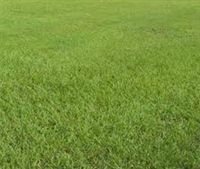Pensacola Bahia Lawn Grass Seed - 1 Lbs.