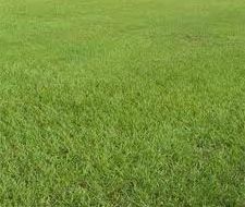 Pensacola Bahia Lawn Grass Seed - 10 Lbs.