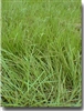 Pensacola Bahia Grass Seed (Coated) - 10 Lbs.