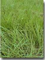 Pensacola Bahia Grass Seed (Coated) - 10 Lbs.