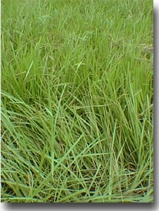 Pensacola Bahia Grass Seed (Coated) - 25 Lbs.