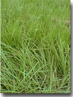 Pensacola Bahia Grass Seed (Coated) - 5 Lbs.