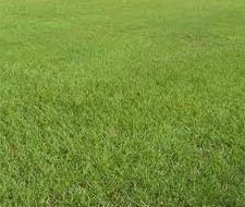 Pensacola Bahia Pasture Grass Seed - 1 Lb.