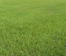 Pensacola Bahia Pasture Grass Seed - 10 Lbs.