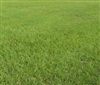 Pensacola Bahia Pasture Grass Seed - 5 Lbs.