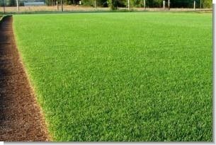 Perennial Ryegrass Seed - 5 Lbs.