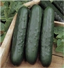 Cucumber Poinsett 76 Seed - 1 Packet