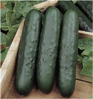 Cucumber Poinsett 76 Seed - 1 Packet