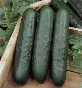 Cucumber Poinsett 76 Seed - 1 Packet