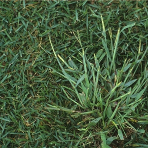 Quick-N-Big Crabgrass Seed - 1 Lb.