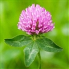 Red Clover Seed Medium - 10 Lbs.