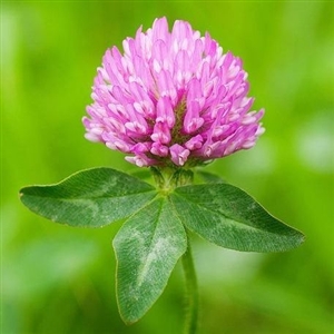 Red Clover Seed Medium - 10 Lbs.